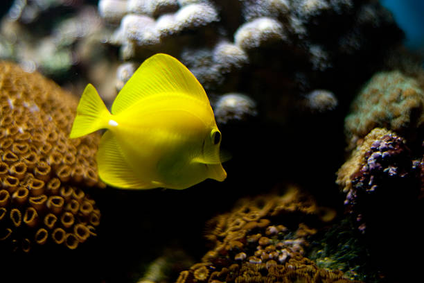 istock Tropical fish swimming in corral 172958647