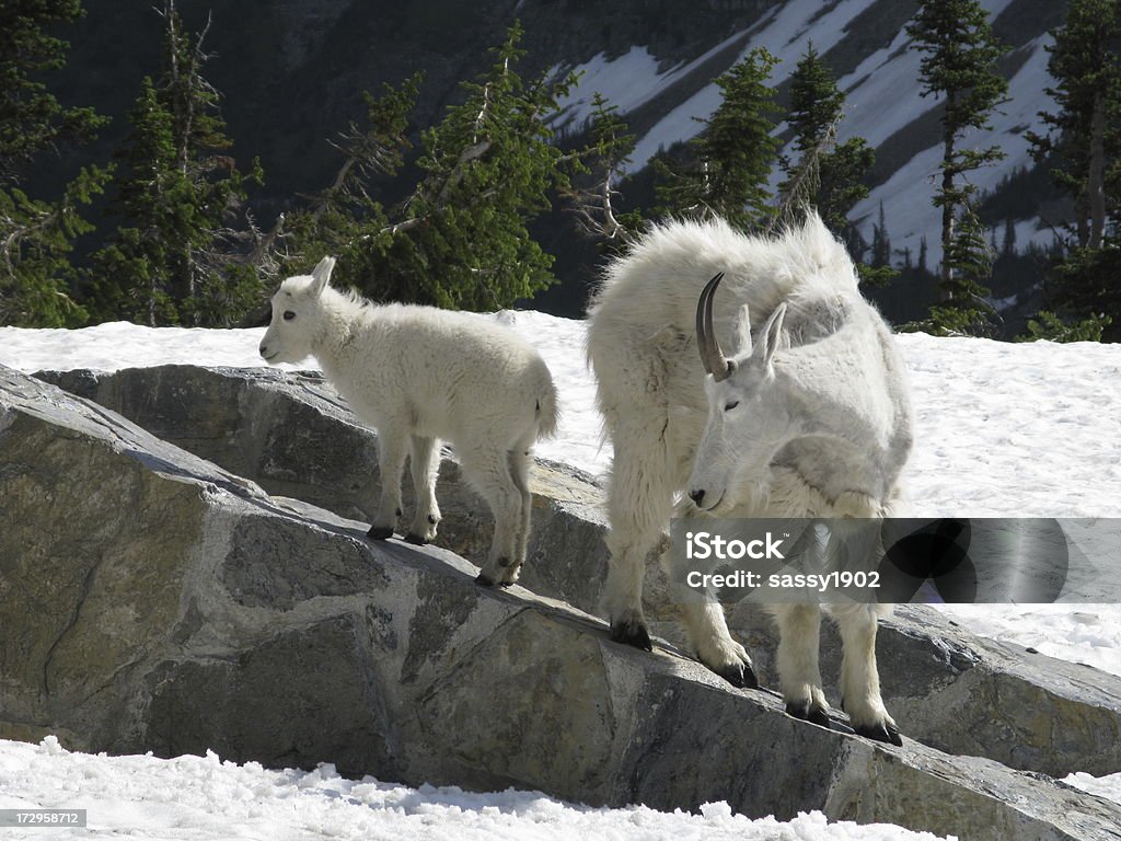 Cabra das Montanhas Rochosas criança Oreamnos Americanus - Foto de stock de Cabra das Montanhas Rochosas royalty-free