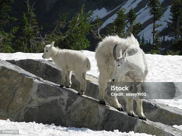 Foto de Cabra Das Montanhas Rochosas Criança Oreamnos Americanus e mais fotos de stock de Cabra das Montanhas Rochosas