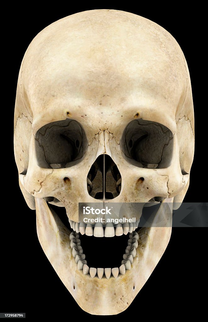 人の頭蓋骨 - カットアウトのロイヤリティフリーストックフォト