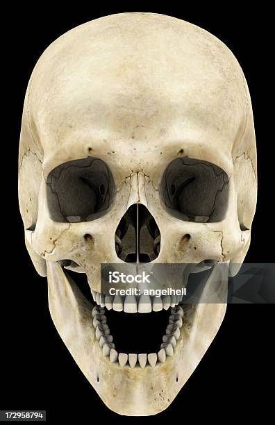 人の頭蓋骨 - カットアウトのストックフォトや画像を多数ご用意 - カットアウト, クリッピングパス, ヒトのアゴの骨