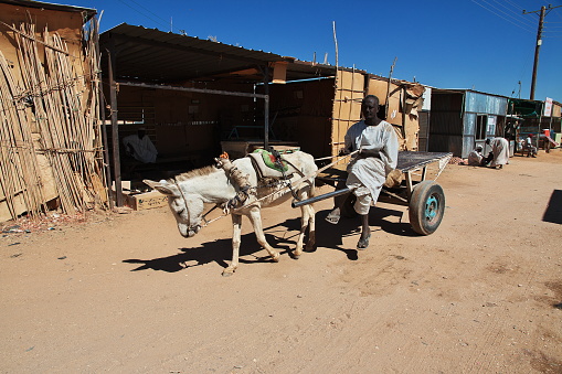 Sahara, Sudan - 21 Feb 2017: The donkey in Karma, Sudan, Africa