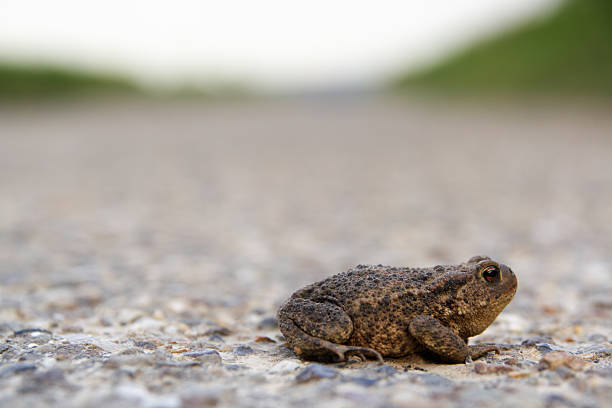 Toad on the Road stock photo