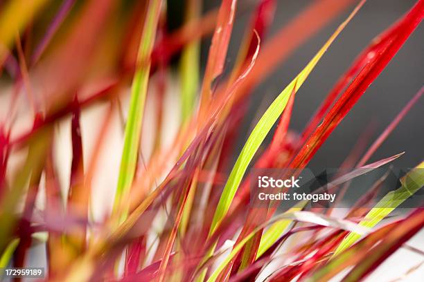 Red Grass - zdjęcia stockowe i więcej obrazów Abstrakcja - Abstrakcja, Bez ludzi, Bliskie zbliżenie