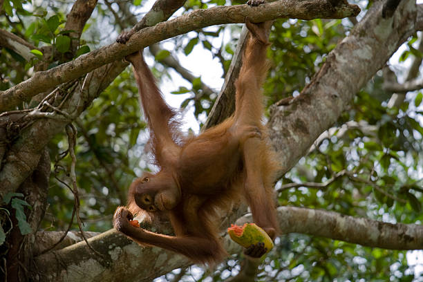 Orangután la hora del almuerzo - foto de stock