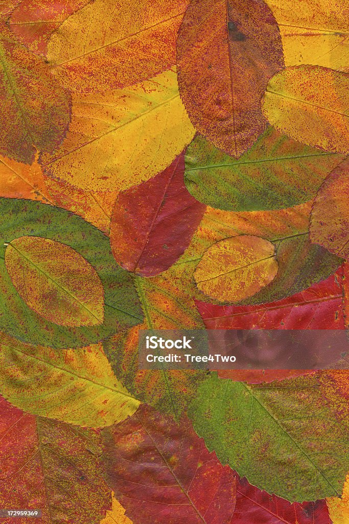 背景-秋の葉 - しおれているのロイヤリティフリーストックフォト