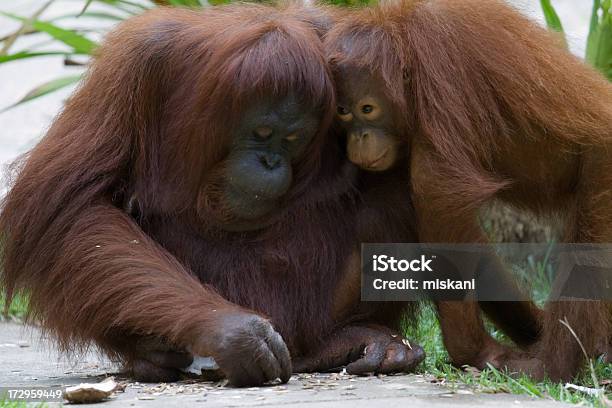 Juntos Foto de stock y más banco de imágenes de Centro de rehabilitación de orangutanes de Sepilok - Centro de rehabilitación de orangutanes de Sepilok, Malasia, Animal