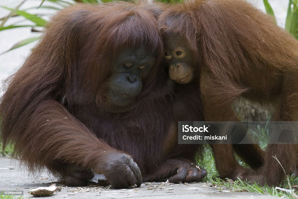 Razem, - Zbiór zdjęć royalty-free (Centrum rehabilitacji orangutanów Sepilok)