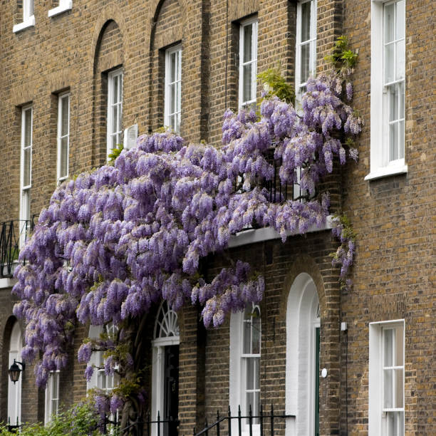 istock Wisteria on terrace 172959495