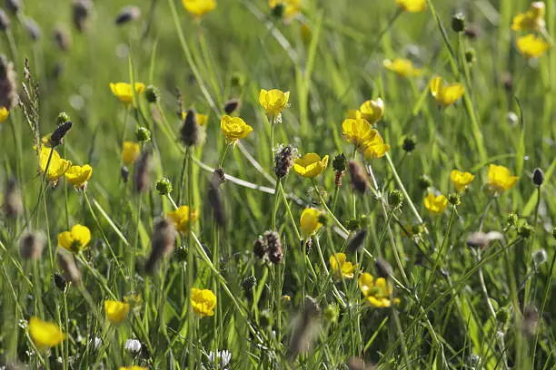Meadow buttercups (Ranunculus acris) mixed with spring grass, shot with a long lens so that much of the image is in soft focus.