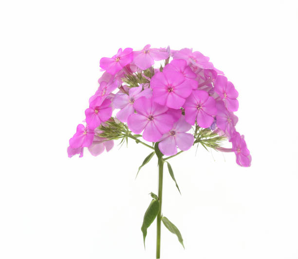 istock Garden Phlox Flower Head 172959736