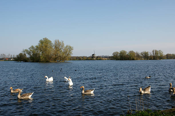 istock Dutch windmill near lake with goose. 172960011