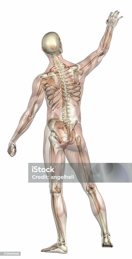 人体の男性、透明筋肉、骨格 - 男のロイヤリティフリーストックフォト