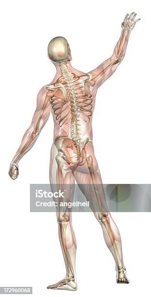 人体の男性透明筋肉骨格 - 男のストックフォトや画像を多数ご用意 - 男, 骸骨, 腰