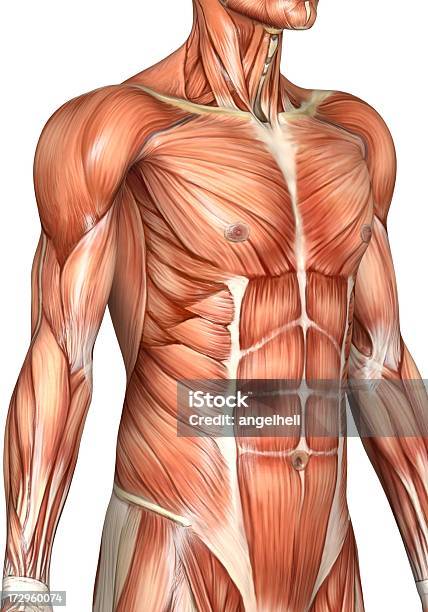 Muscular Torso De Un Hombre Foto de stock y más banco de imágenes de Anatomía - Anatomía, Musculoso, Biología