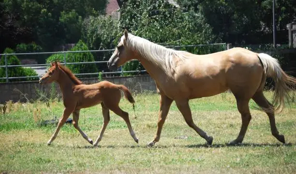 Palomino quarterhorse mare and her month old foal.