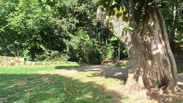 Deciduous trees in the park in autumn in sunshine