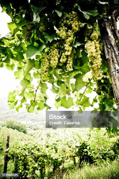 Photo libre de droit de Raisin Blanc banque d'images et plus d'images libres de droit de Raisin - Raisin, Agriculture, Branche - Partie d'une plante