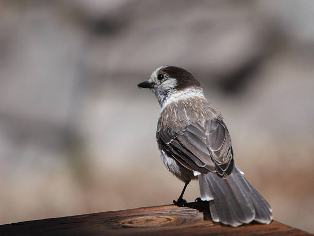 Small Bird Portrait 7 stock photo