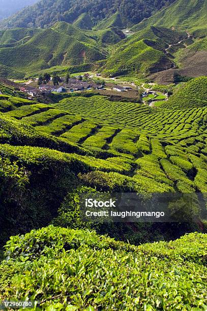 Foto de Plantação De Chá Cameron Highlands Pahang Na Malásia e mais fotos de stock de Agricultura