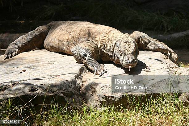 Smok Komodo - zdjęcia stockowe i więcej obrazów Azja Południowo-Wschodnia - Azja Południowo-Wschodnia, Dinozaur, Fotografika