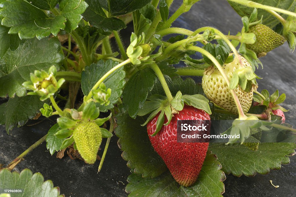 Close -up of Ripening Strawberies のヴァイン - つる草のロイヤリティフリーストックフォト