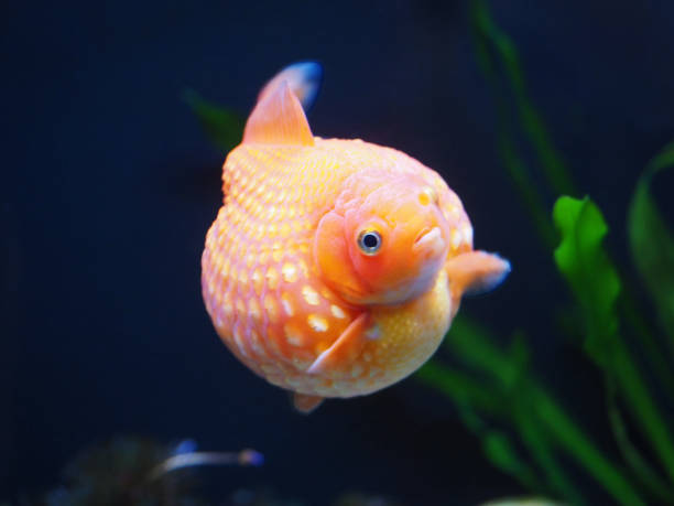 istock Orange Pearlscale goldfish in an aquarium with green algae. 1729609994