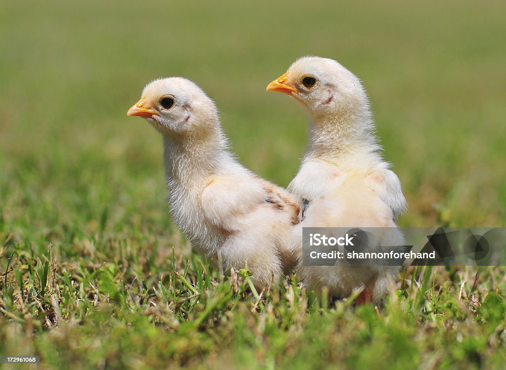 Primavera chicks - Foto stock royalty-free di Amicizia