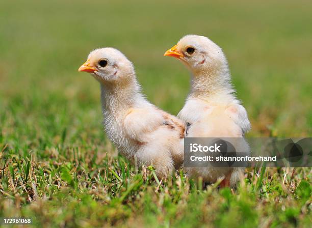 Primavera Chicks - Fotografie stock e altre immagini di Amicizia - Amicizia, Animale, Avventura