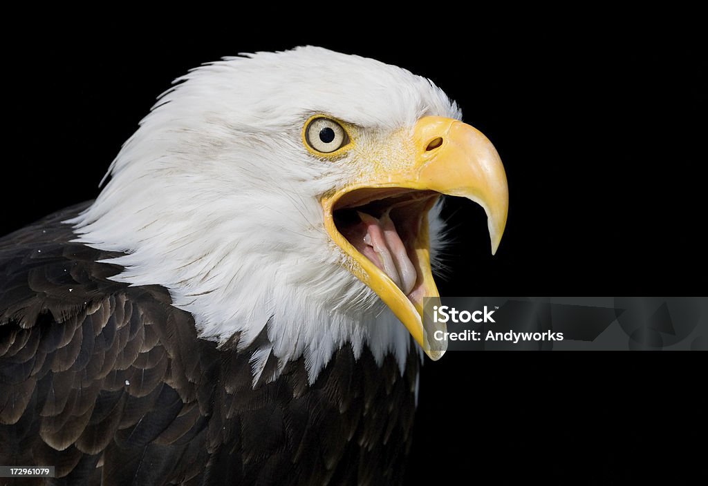 Sie Bald Eagle (Haliaeetus Leucocephalus - Lizenzfrei Adler Stock-Foto