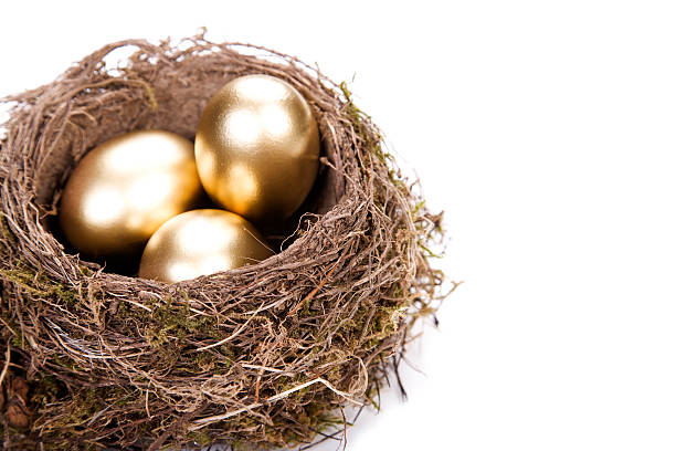 Close up of a bird's nest, with three shiny golden eggs  stock photo