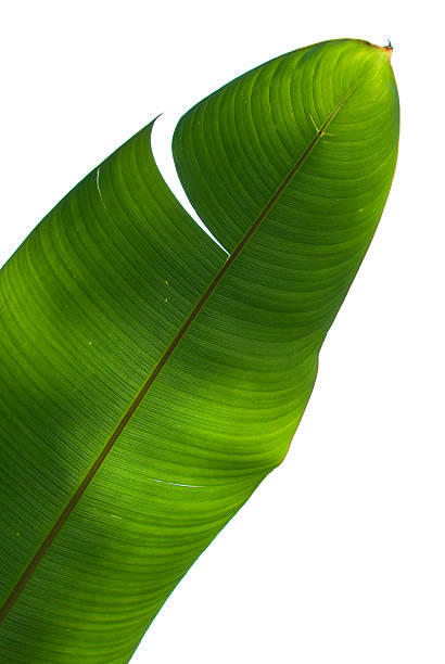 パームトリーグリーンリーフ - green banana tree banana tree ストックフォトと画像