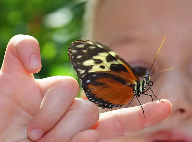 "5 year old girl, looking at a live butterfly that sits on her finger. Focus is on the butterfly. - Please see also our other butterfly images:"
