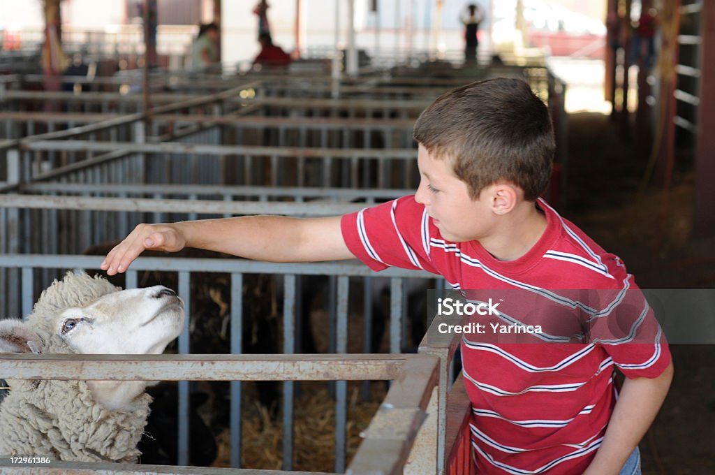 county fair boy petting a sheep at the county fair Child Stock Photo