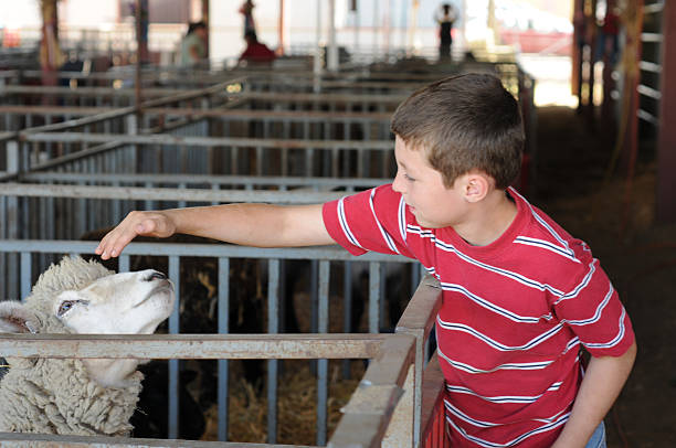 county ярмарка - agricultural fair child farm sheep стоковые фото и изображения