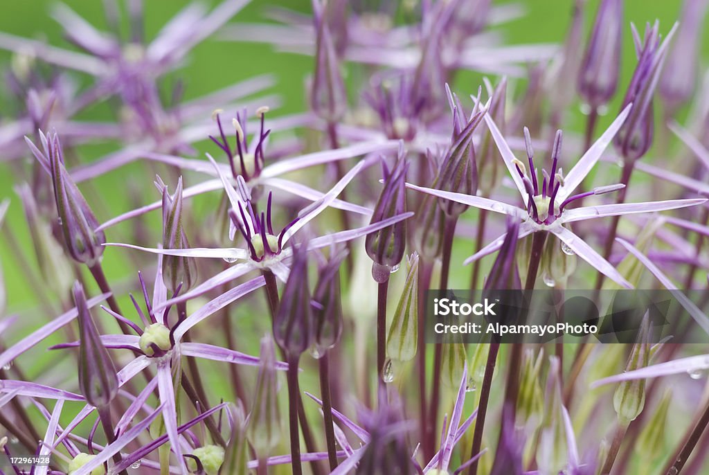 Estrela da Pérsia (Allium christophi) ornamental cebola-I - Foto de stock de Allium Sativum royalty-free