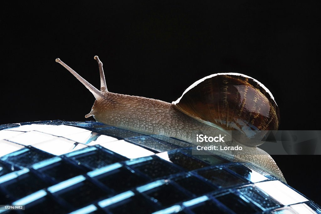 Discoteca Caracol - Foto de stock de Animal royalty-free