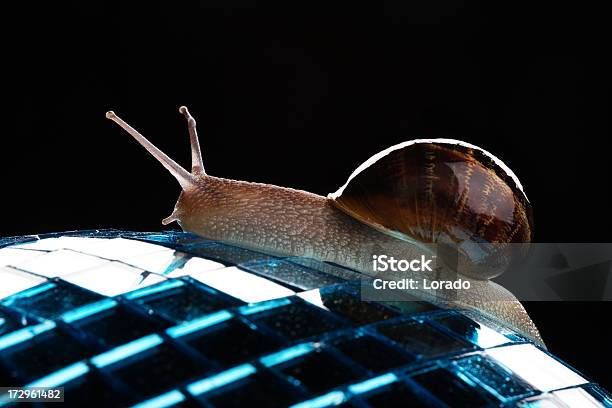 Foto de Discoteca Caracol e mais fotos de stock de Animal - Animal, Antena - Parte do corpo animal, Caracol