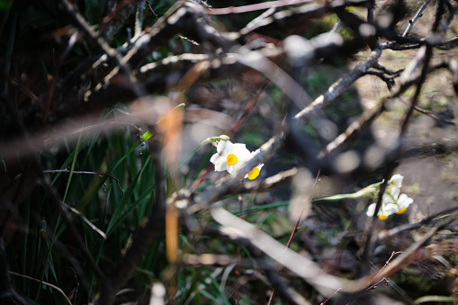 Daffodil flowers hidden behind the branches