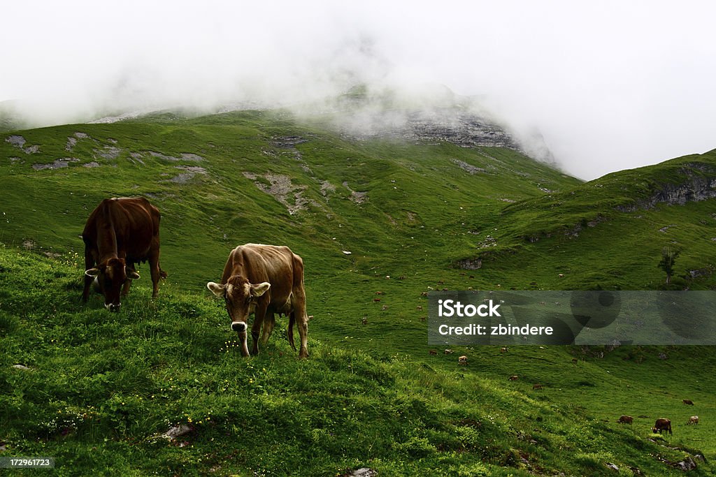 Vacca di vita - Foto stock royalty-free di Bovino domestico