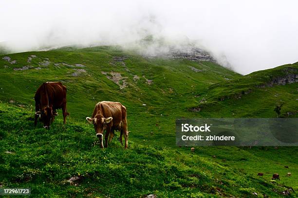 Cow 생은 암소에 대한 스톡 사진 및 기타 이미지 - 암소, 축우, 0명