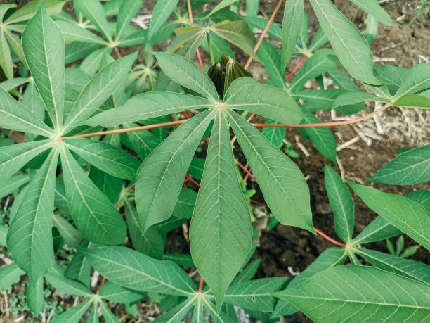 istock cassava plants that grow well 1729619236