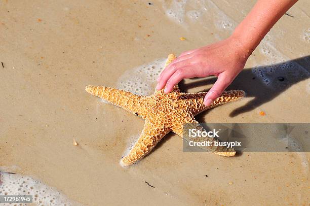 Alcançar Para Conchacolor Série - Fotografias de stock e mais imagens de Estrela-do-mar - Estrela-do-mar, Alcançar, Animal