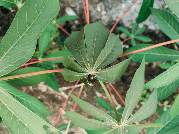 istock cassava plants that grow well 1729619768