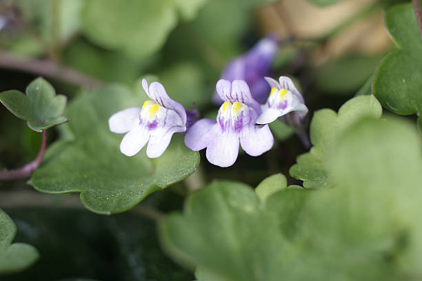 Violet flowers of ivy-leaved toadflax close up Cymbalaria muralis The flowers of ivy-leaved toadflax (Cymbalaria muralis) are tiny, so this is a very close up photo using selective focus. The small flowers are delicately touched with violet. The word 'muralis' in the Latin name indicates that ivy-leaved toadflax is often found hanging from old walls. Here, it is equally at home on a flat, stony surface. linaria cymbalaria stock pictures, royalty-free photos & images