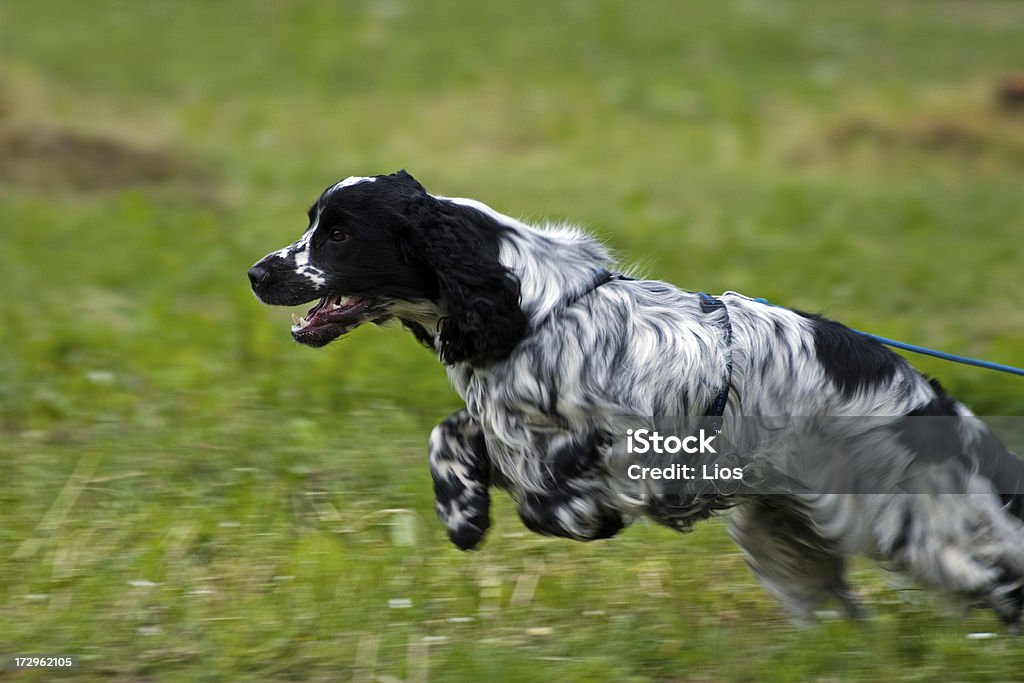 Cocker Spaniel Dog on long leash at work. Cocker Spaniel Stock Photo