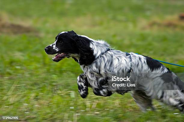 Cocker Spaniel Stock Photo - Download Image Now - Cocker Spaniel, Working, Animal