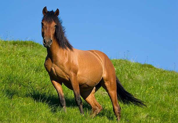istock Horse In Nature 172962129