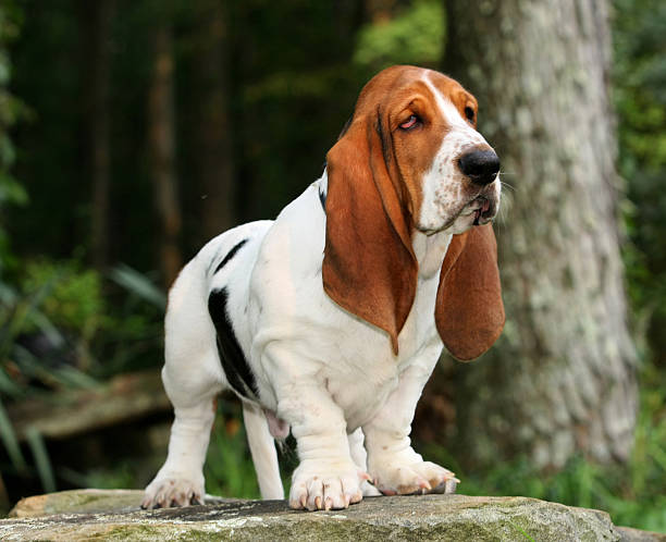 istock A hound dog standing on a rock in the woods 172962184