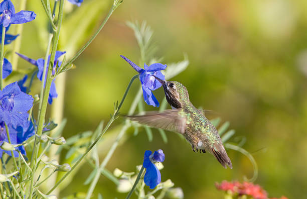 istock Calliope Hummingbird - Male in Flight 172962187